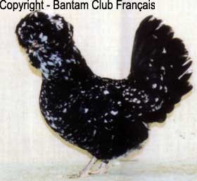 Houdan cailloutée