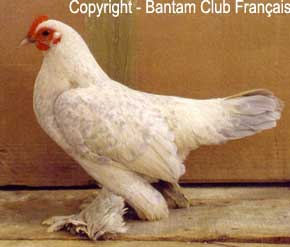 Sabelpot porcelaine