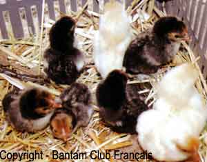 Poussins de Sebright