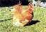 Photo variété fauve - 44 ko
