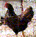 Photo poule Barnevelder acajou - 32 ko