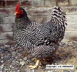 Hen Amrocks bantam