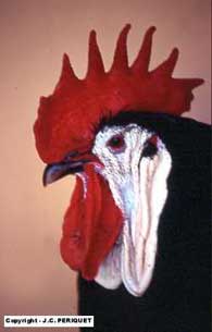 Spanish black in white face - head