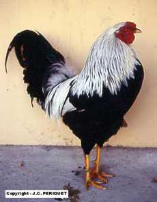 Kraienkoppe