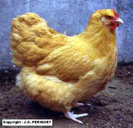 Orpingtonwildcat - Hen