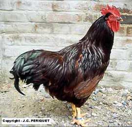 Coq Rhode Island